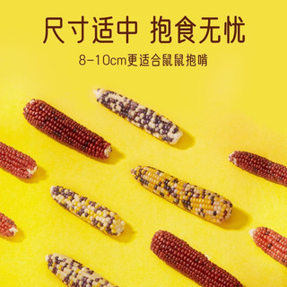Bắp mini mài răng cho hamster, sóc, thỏ. Bắp cho hamster