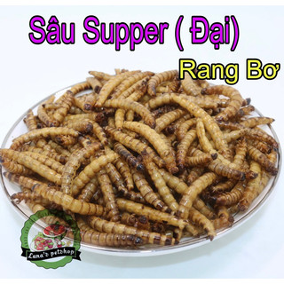 Sâu supper rang bơ, thức ăn vặt cho hamster, nhím, sóc