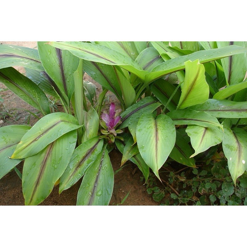 củ nghệ đen cổ ta (củ giống ngẫu nhiên để trồng)