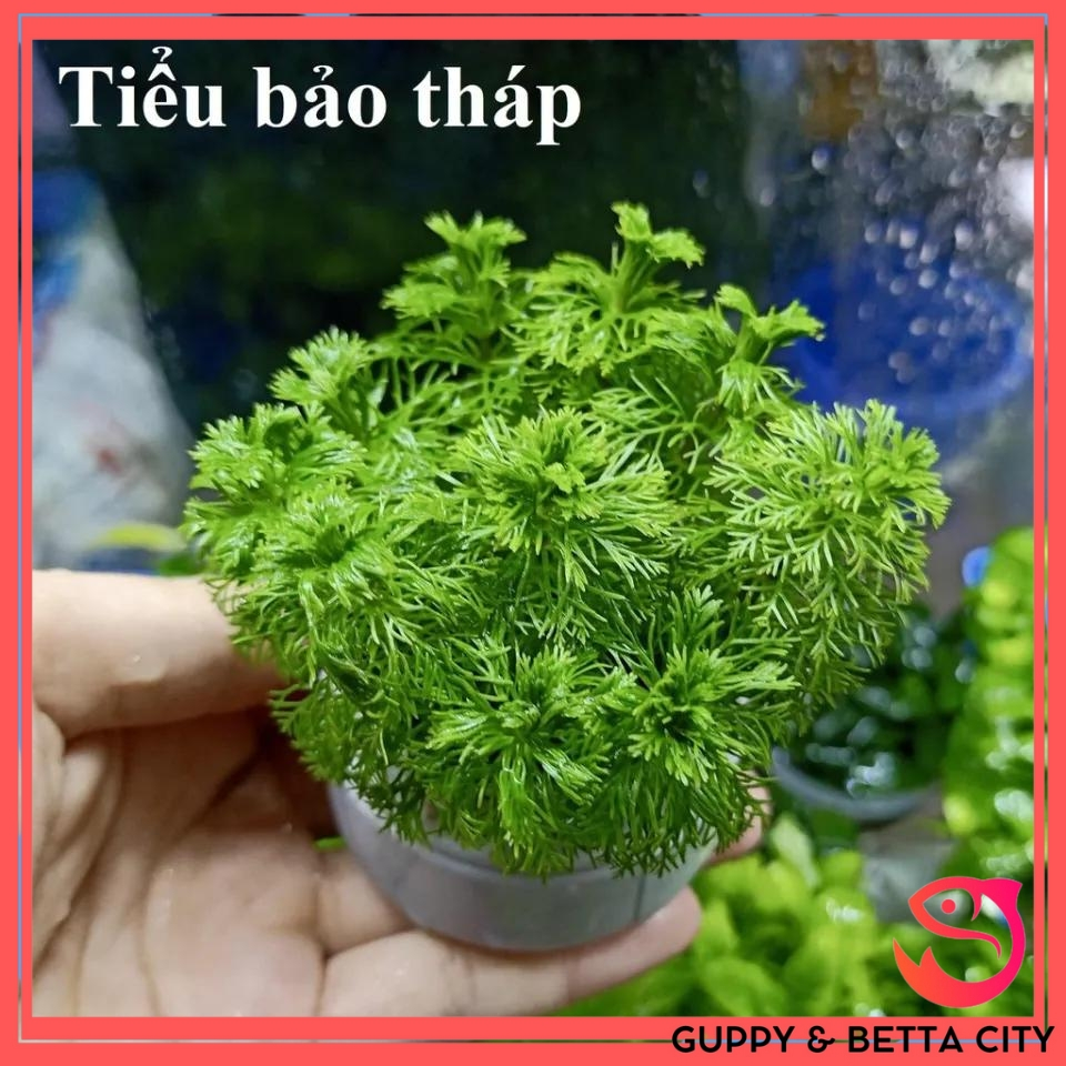 Tiểu bảo tháp - Cây thủy sinh cắt cắm dễ trồng không cần CO2 (lá cạn)