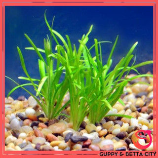 Cỏ Thìa - Cây thủy sinh siêu khỏe dễ trồng không cần đất nền, CO2 (lá cạn)