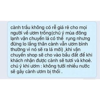 trầu ta (cành có rễ để trồng )tặng 1 quả giống 50h cây an xoa