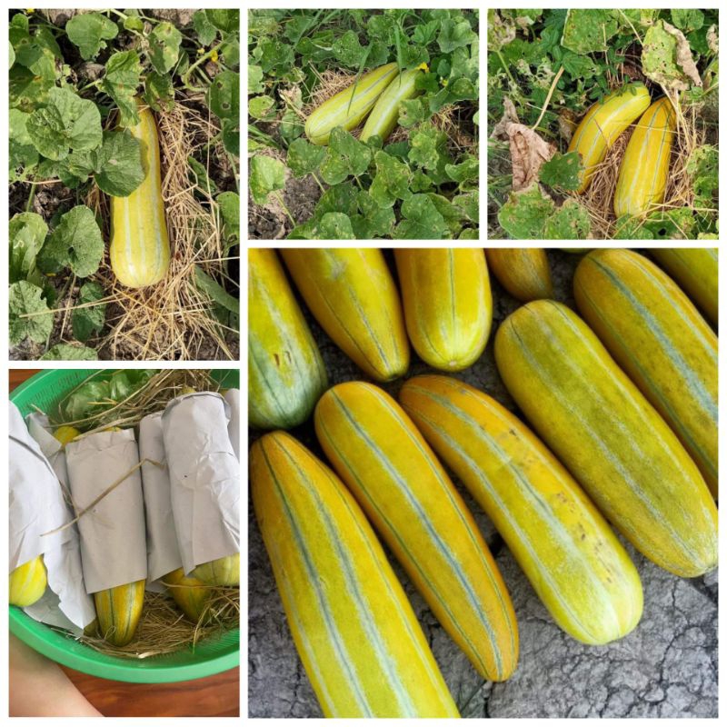 [HG Mai Nguyễn] 40 Hạt giống dưa gang cao sản_ Dưa cam gang 4kg/ trái