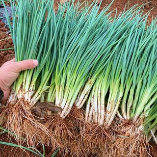 10 gr   HẠT GIỐNG HÀNH LÁ CAO SẢN CHỊU NHIỆT CHỊU RÉT SÊU ĐẺ NHÁNH