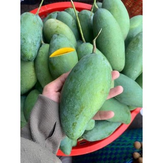 Cây giống xoai keo thái