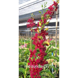Cây Hoa lan Dendro Nắng Sunday Red