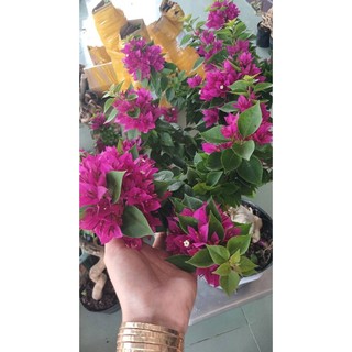 Cây hoa giấy mỹ (cây như hình 1)