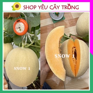 Hạt giống dưa lưới siêu ngọt, giòn tan SNOW1 gói 10 hạt