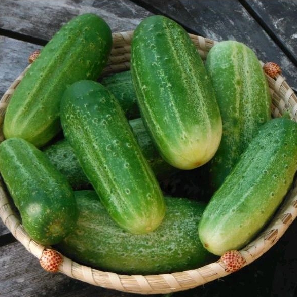 30 Hạt giống dưa chuột béo Home Picking_ Nảy 99%