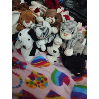 Gấu mỹ dạng hạt size 10-15cm