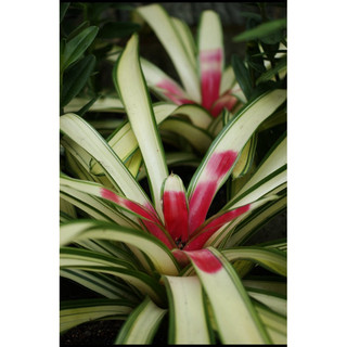 Dứa màu đột biến Neoregelia Ardie