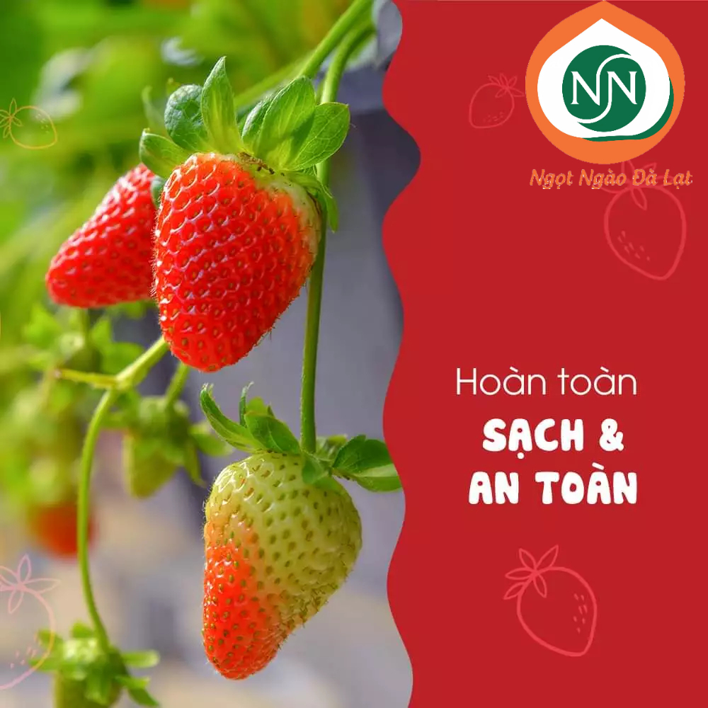 Dâu tây sấy thăng hoa Đà Lạt chua chua ngọt ngọt  |NGỌT NGÀO ĐÀ LẠT Store|