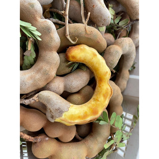 Me thái congdốt bột loại 1