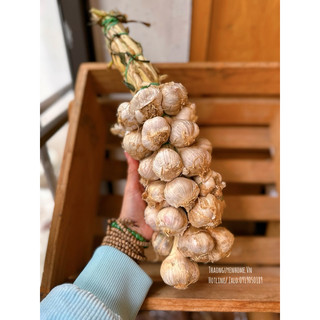 Tỏi tía 1 nhánh dân tộc ( tỏi cô đơn) Việt Nam