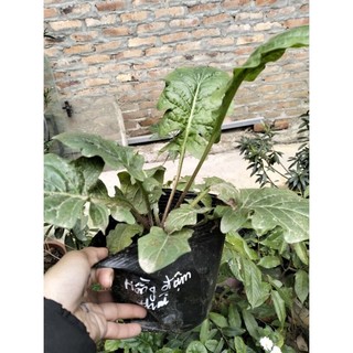 Hoa đồng tiền thái cổ