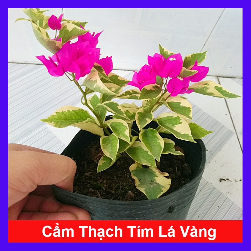Cây hoa giấy cẩm thạch (màu tím lá vàng giống mới) - cây cảnh để bàn