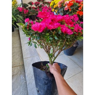 Chậu hoa đỗ quyên - cây size lớn