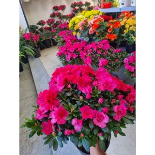 Chậu hoa đỗ quyên - cây size lớn