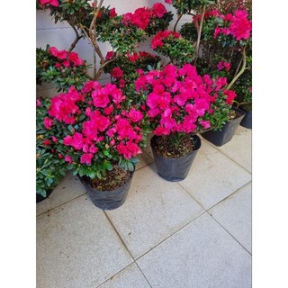 Chậu hoa đỗ quyên - cây size lớn