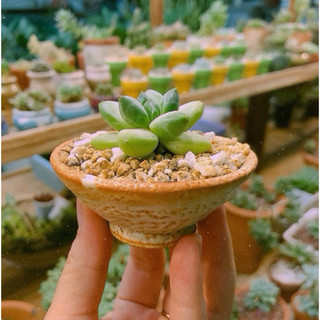 Chậu gốm mini nhỏ xíu, ly sake, ly gốm sứ mini trồng sen đá