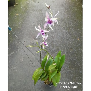 (VHST giao TP.HCM trong ngày) CÂY HOA LAN DENDRO tím nhạt.