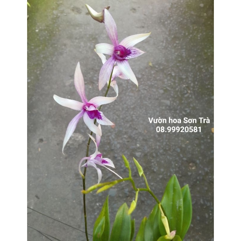 (VHST giao TP.HCM trong ngày) CÂY HOA LAN DENDRO tím nhạt.