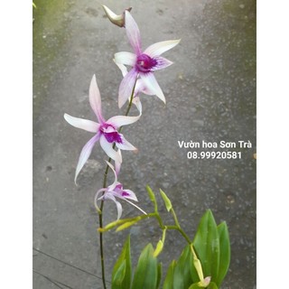 Cây hoa lan dendro tím nhạt.