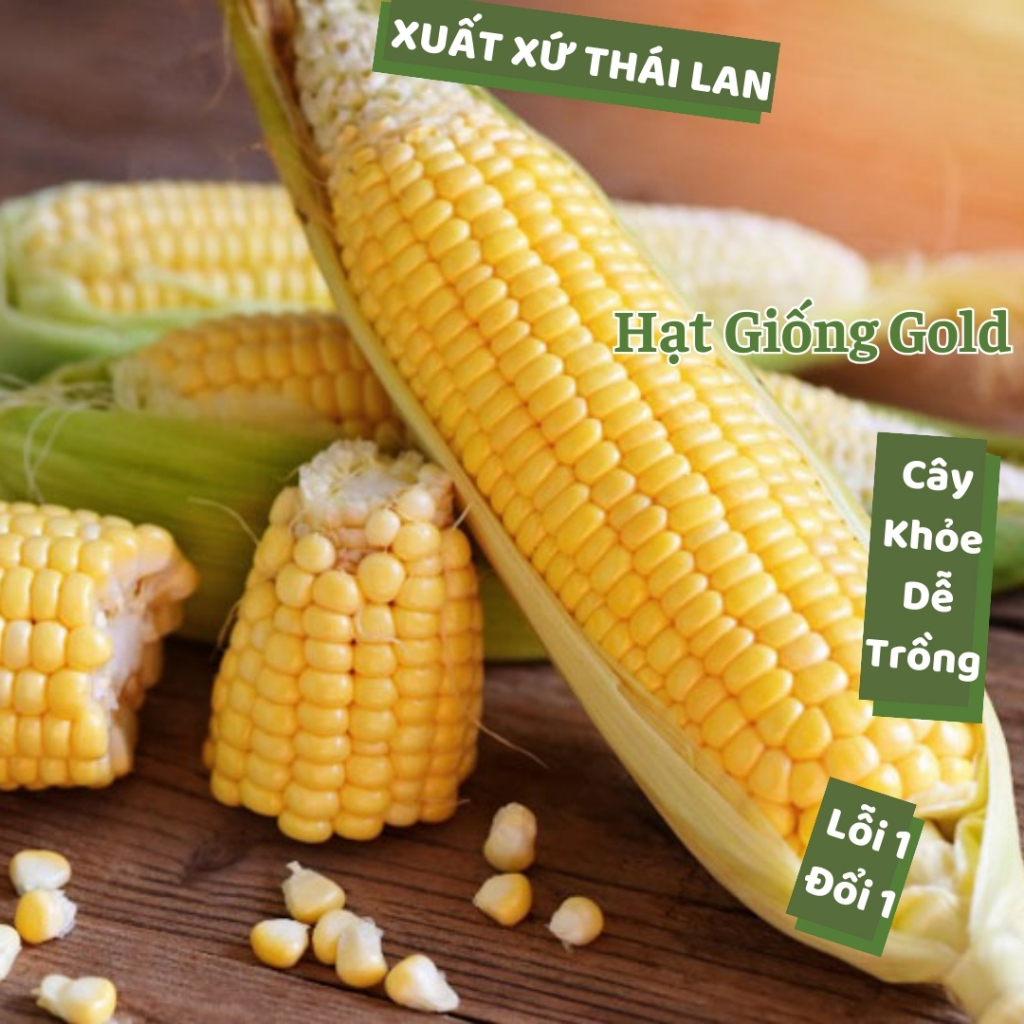 Hạt giống ngô ngọt Thái Lan ngon ngọt dẻo thơm trái to hạt bắp mỹ nảy mầm cao cây khỏe dễ trồng Hạt giống Gold