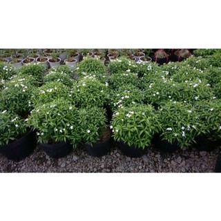 Cây mai chiếu thuỷ cao 25-30 cm