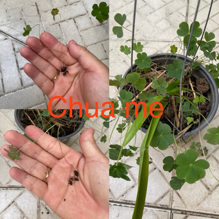 CỦ HOA BƯỚM ĐÊM & ME CHUA ĐẤT