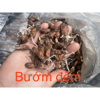 CỦ HOA BƯỚM ĐÊM & ME CHUA ĐẤT