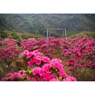 Giống đỗ quyên hồng đào cánh kép