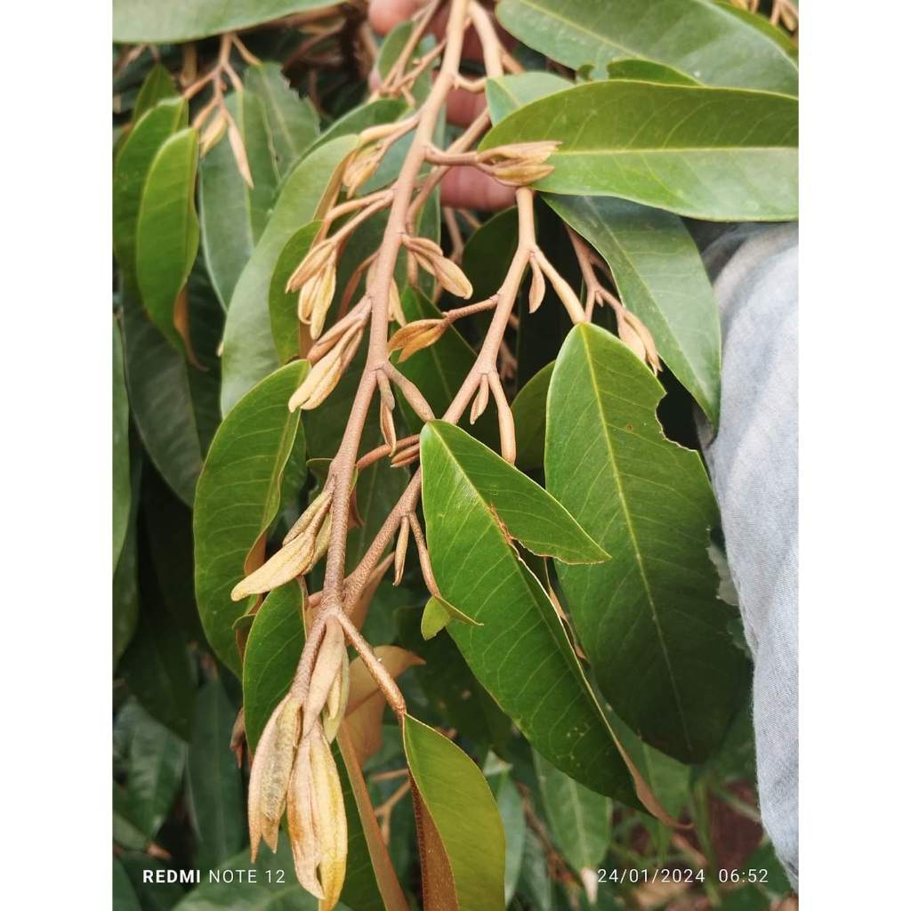 Phân bón lá 30-11-11+TE  , Vua đâm chồi đẻ nhánh , gói 250 gram