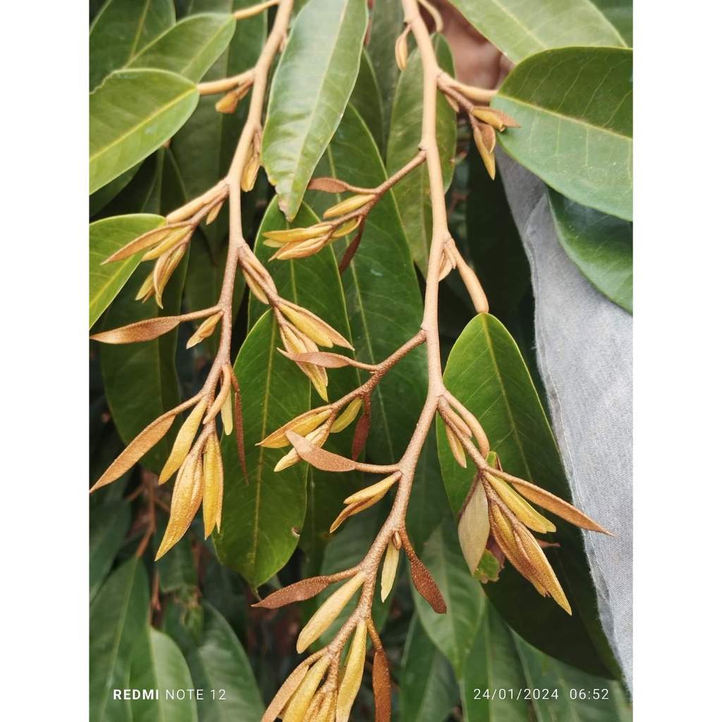 Phân bón lá 30-11-11+TE  , Vua đâm chồi đẻ nhánh , gói 250 gram