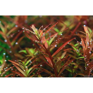Rotala rotundifolia hra - cây thuỷ sinh vảy ốc h’ra/cam - cây thuỷ sinh
