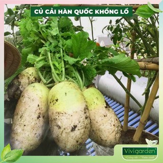 Hạt giống củ cải trắng khổng lồ hàn quốc gói 100 hạt