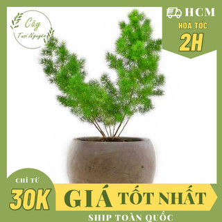 Chậu cây tùng nho, , cây cảnh decor, cây trang trí nhà nội thất, khoẻ đẹp, rẻ, lọc không khí, cây tươi nguyên