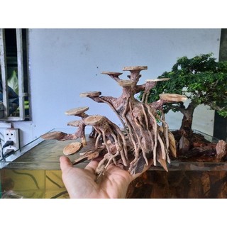 Lũa bon sai cấy nana( ngan 20cm cao 15cm)