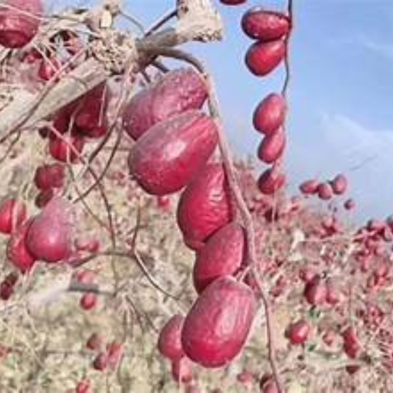 Táo đỏ tân cương gói 1kg hàng loại 1 Hoki House