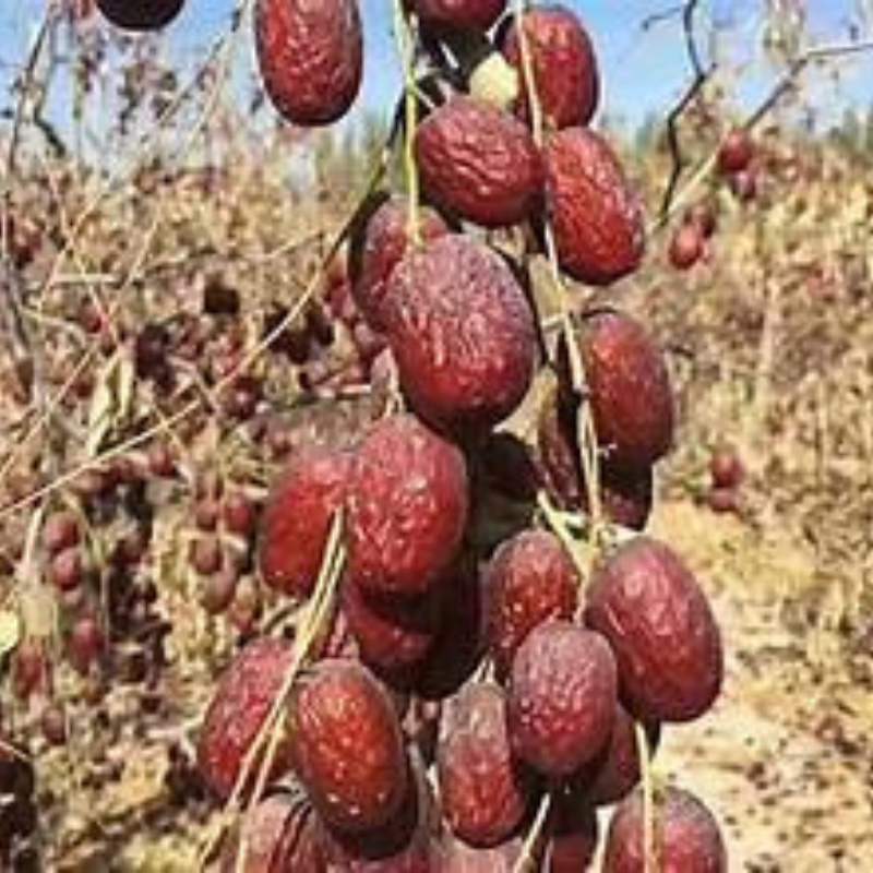 Táo đỏ tân cương gói 1kg hàng loại 1 Hoki House