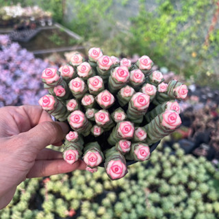 sen đá Xiên Thịt nhiều loại size chậu 10-12cm