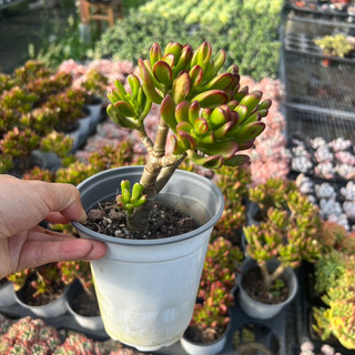 Cây sen đá ống điếu thụ size trung bình 6-8cm, cây cảnh trang trí nhà cửa thuanphat garden