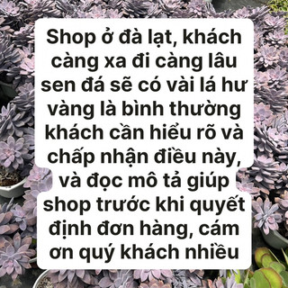cây sen đá Đá Tím size trung bình 6-8cm