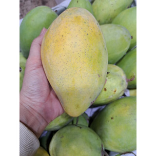 xoài cát hoà lộc 1kí