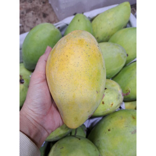 xoài cát hoà lộc 1kí
