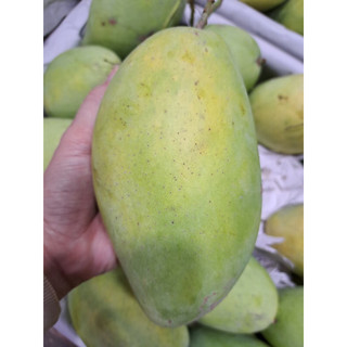 xoài cát hoà lộc 1kí