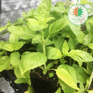 Basil – cây húng quế tây chậu mini