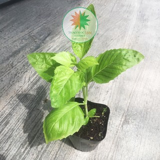 BASIL – Cây húng quế tây Khánh Hoà - chậu Pot7.5  (thaomoctamgarden)