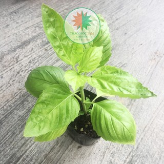 BASIL – Cây húng quế tây Khánh Hoà - chậu Pot7.5  (thaomoctamgarden)