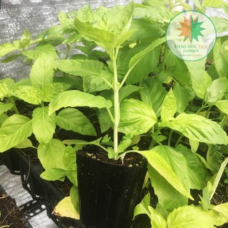 BASIL – Cây húng quế tây Khánh Hoà - chậu Pot7.5  (thaomoctamgarden)